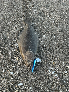ソゲの釣果