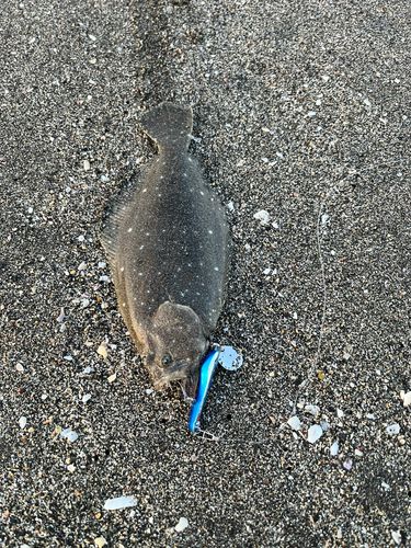 ソゲの釣果
