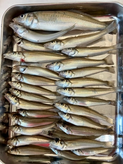 キスの釣果