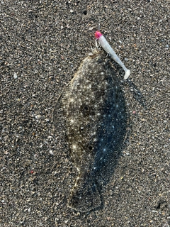 ソゲの釣果