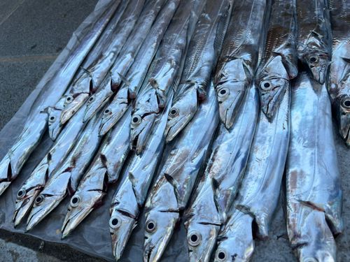タチウオの釣果