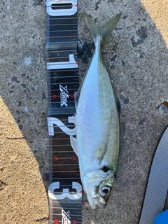 マアジの釣果