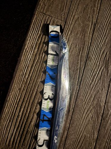 タチウオの釣果