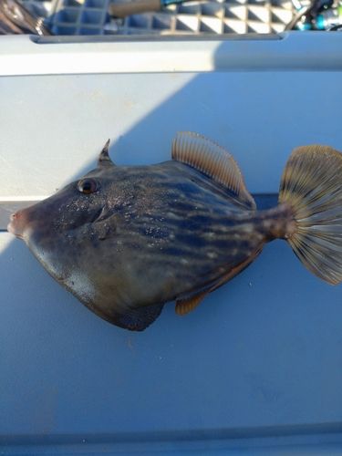 豊浜漁港