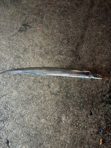 タチウオの釣果