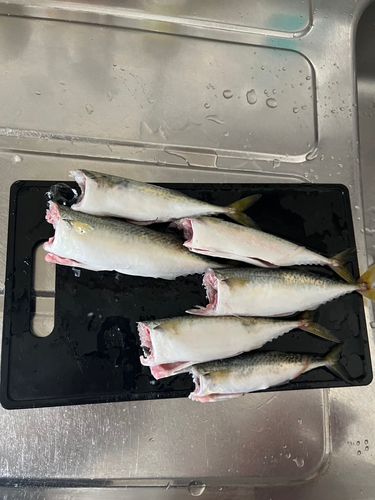 サバの釣果