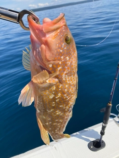 キジハタの釣果