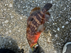 キジハタの釣果