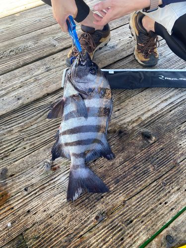 イシダイの釣果