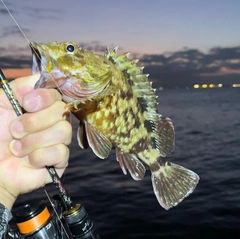カサゴの釣果