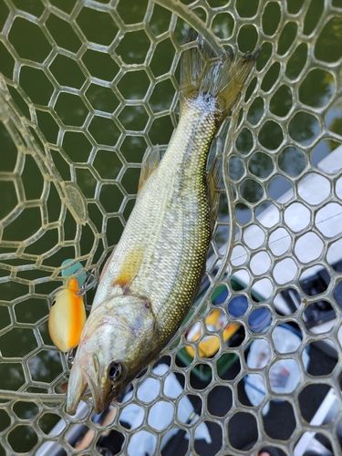 ラージマウスバスの釣果
