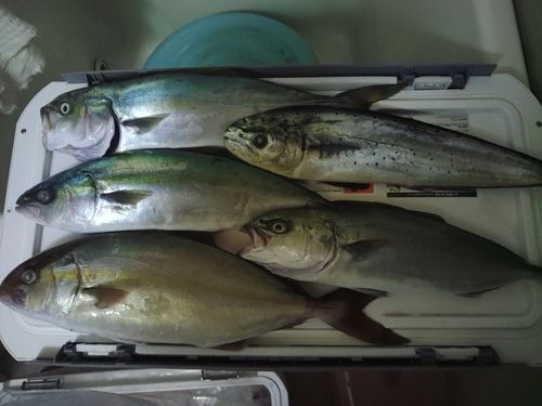 カンパチの釣果