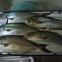 カンパチ