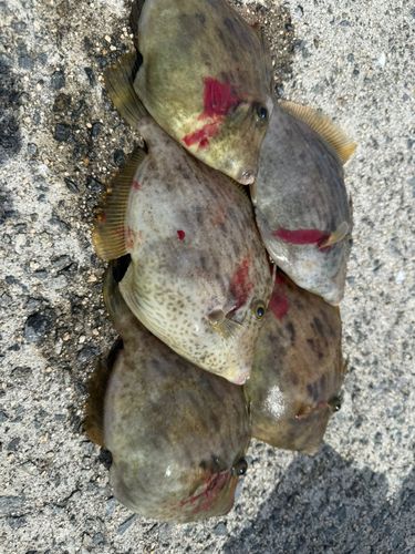 カワハギの釣果