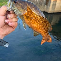 スモールマウスバス