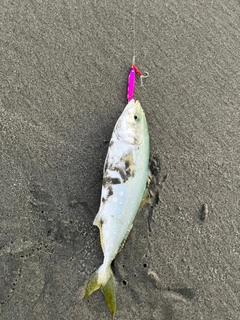 ワカシの釣果