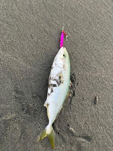 ワカシの釣果