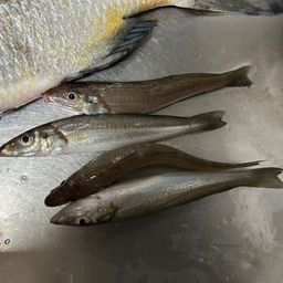 シロギス