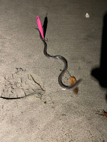 アナゴの釣果