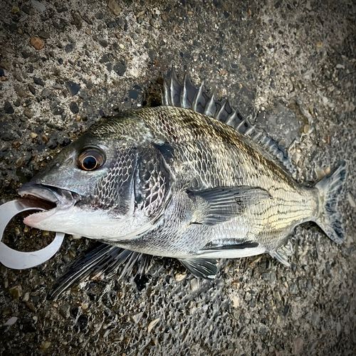 クロダイの釣果
