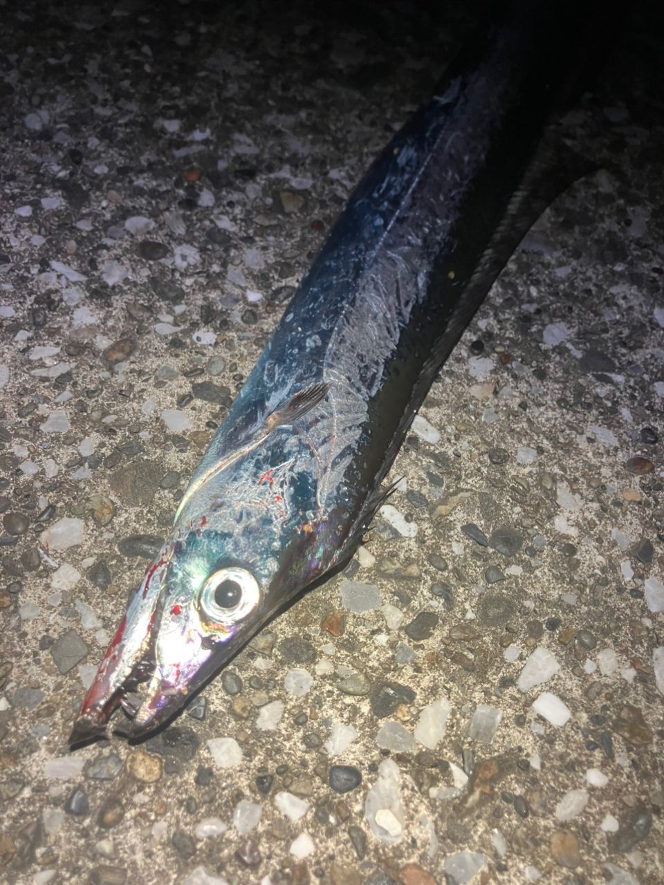 タチウオ