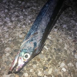 タチウオ