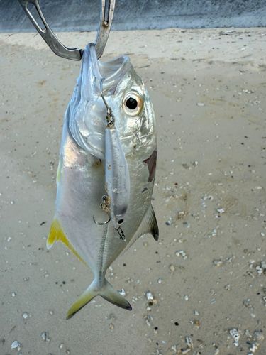 メッキの釣果
