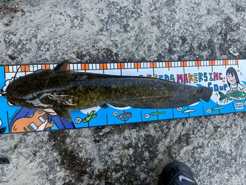 ナマズの釣果