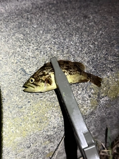 タケノコメバルの釣果