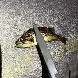 タケノコメバル