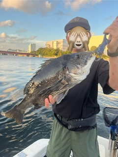 チヌの釣果