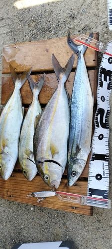 ショゴの釣果