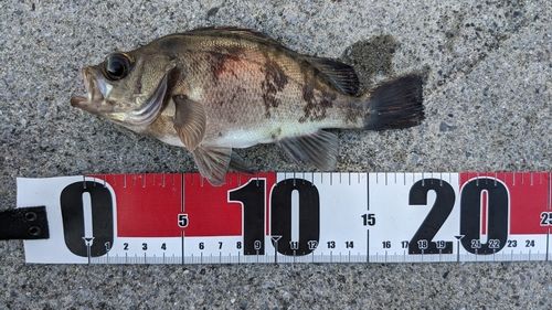 シロメバルの釣果