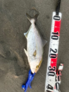 ショゴの釣果