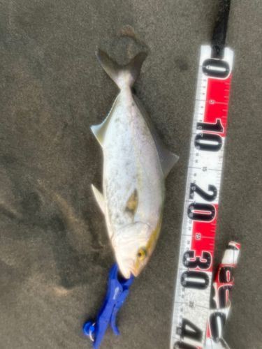 ショゴの釣果
