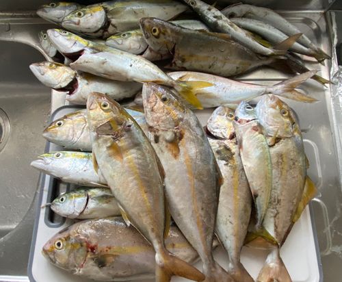 ショゴの釣果