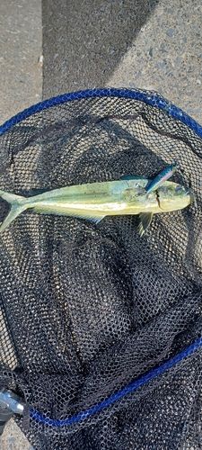 シイラの釣果