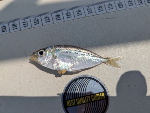 ヒイラギの釣果