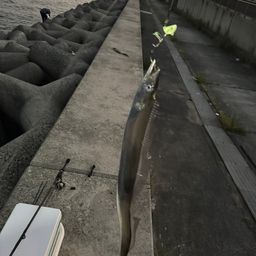 タチウオ