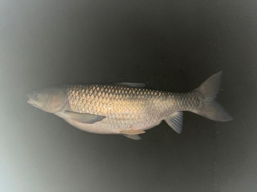 ソウギョの釣果