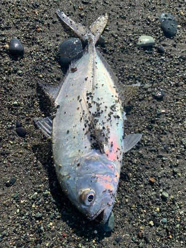 西湘サーフ
