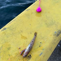 サビハゼ
