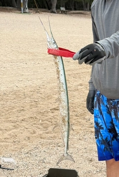 ダツの釣果