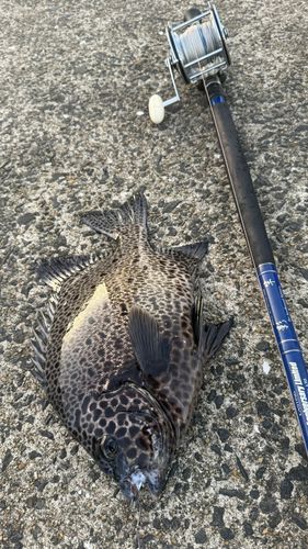 イシガキダイの釣果