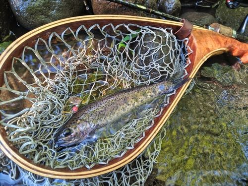 ニジマスの釣果