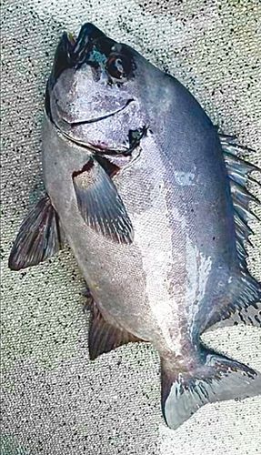 イシダイの釣果