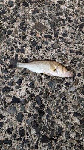 セイゴ（マルスズキ）の釣果