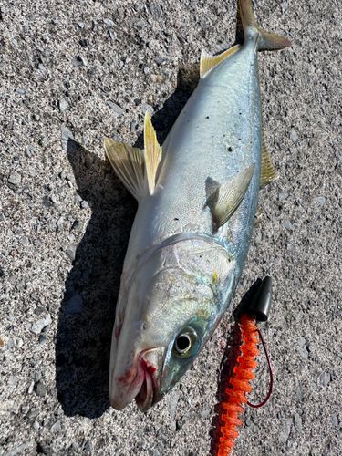 イナダの釣果