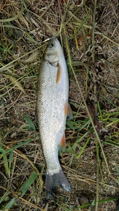 ウグイの釣果