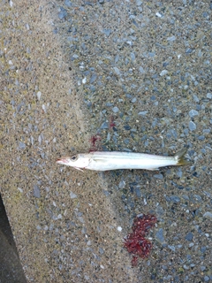 カマスの釣果